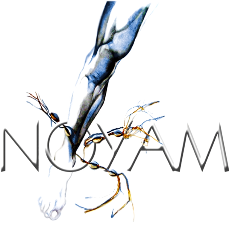 Noyam_african_institute_logo